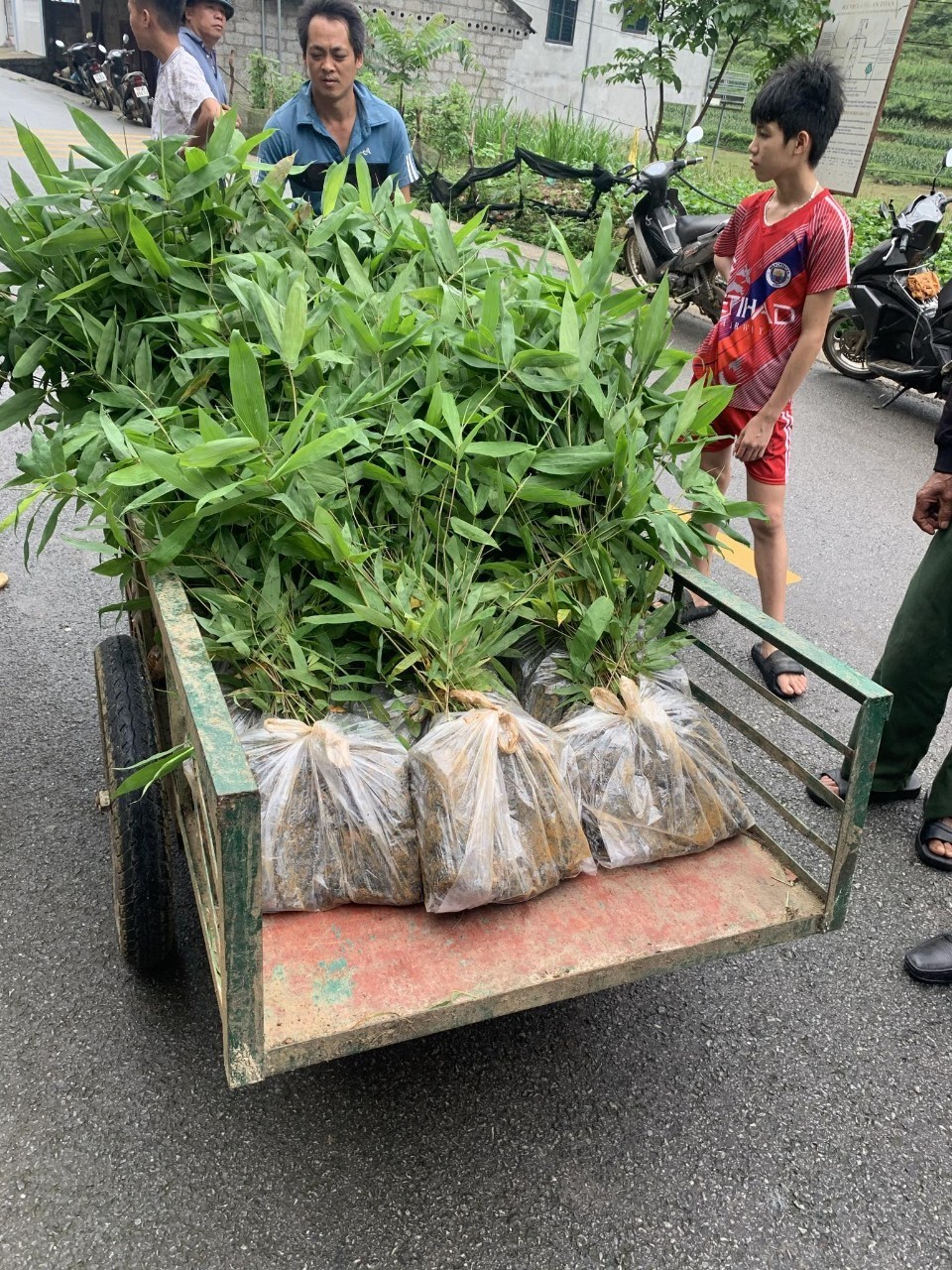 គំរូនៃការដាំស្លឹកជីងរួមចំណែកដល់ការអភិវឌ្ឍសេដ្ឋកិច្ចតំបន់ភ្នំនៅជនបទ - រូបថត ២. Mô hình trồng giang lấy lá góp phần phát triển kinh tế nông thôn miền núi- Ảnh 2.