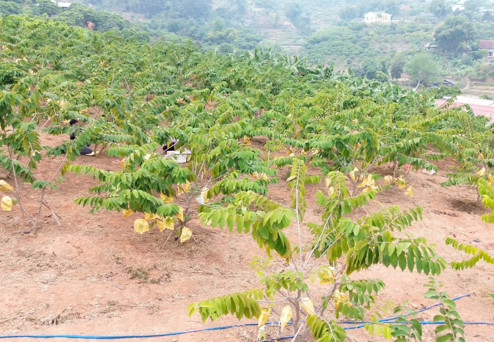 Reducerea sărăciei prin modelul de cultivare a merelor custard (durian) - Fotografia 2. Giảm nghèo từ mô hình trồng Na sầu riêng- Ảnh 2.