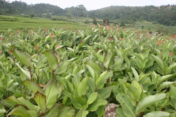Đổi thay từ những mô hình cây hàng hóa ở xã Nguyên Bình- Ảnh 2.