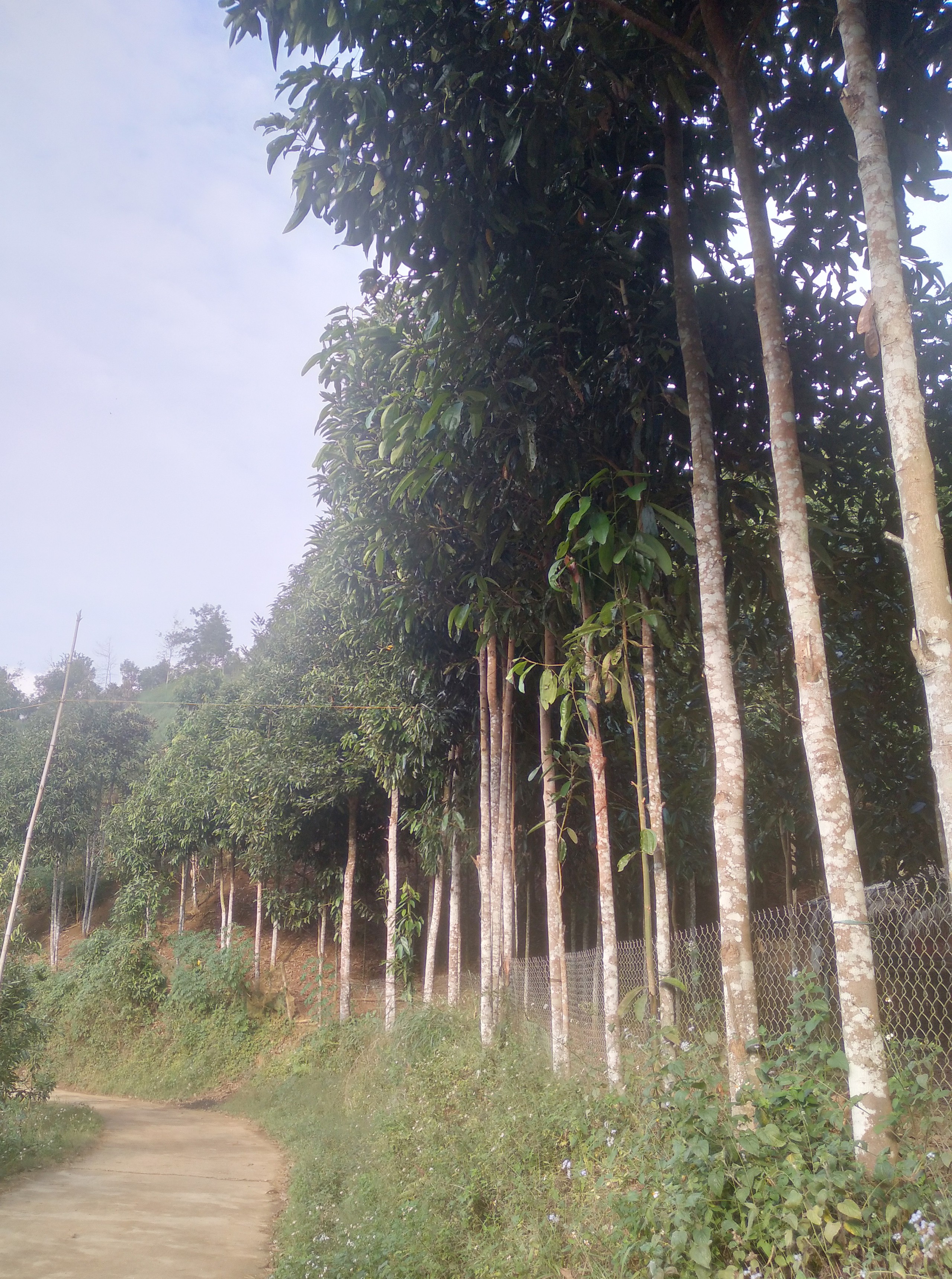 Lao Cai: Eficácia do modelo de cultivo orgânico de canela - Foto 1. Lào Cai: Hiệu quả từ mô hình trồng quế hữu cơ- Ảnh 1.