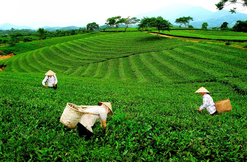 A comuna de Phu Nhuan constrói novas áreas rurais a partir do modelo de cultivo de chá - Foto 1. Xã Phú Nhuận xây dựng nông thôn mới từ mô hình trồng chè- Ảnh 1.
