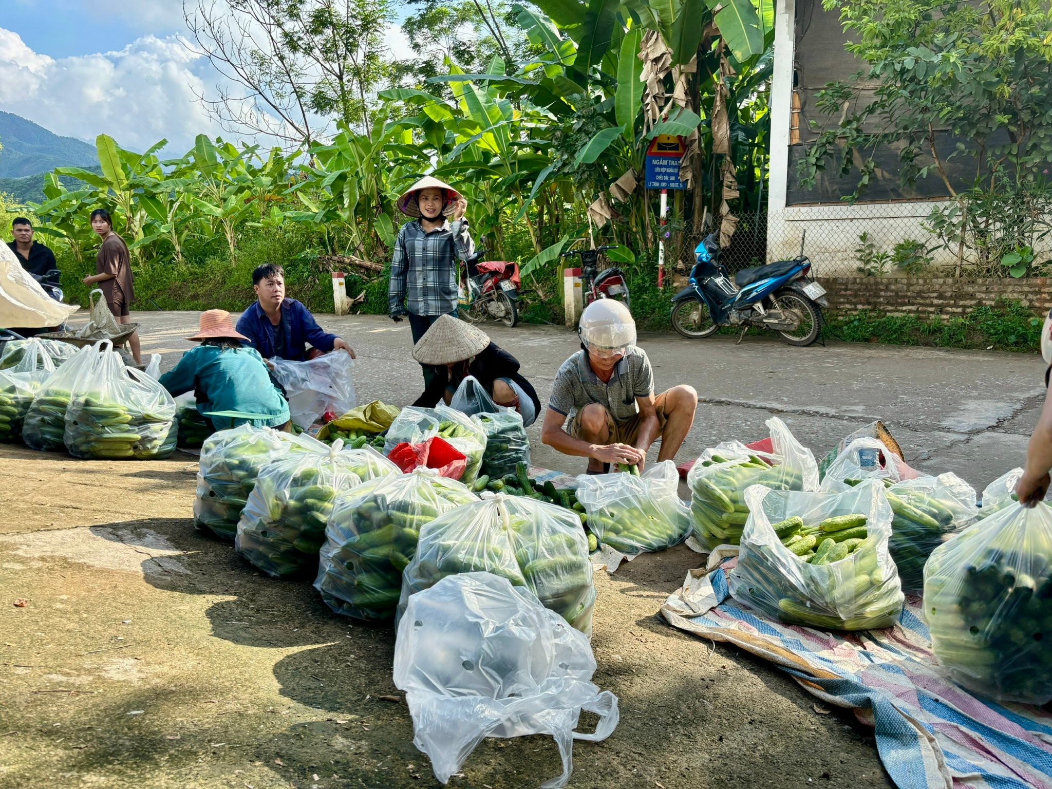 Nghia Do Women (Lao Cai) ککڑی کے اگانے والے لنکج ماڈل سے موثر معیشت تیار کرتی ہے - تصویر 3۔ Phụ nữ Nghĩa Đô (Lào Cai) phát triển kinh tế hiệu quả từ mô hình liên kết trồng dưa leo- Ảnh 3.