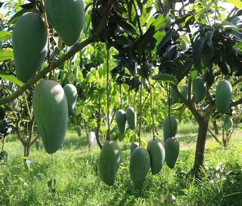 Transformace z high-tech zemědělských modelů - Foto 3. Chuyển mình từ những mô hình nông nghiệp ứng dụng công nghệ cao- Ảnh 3.