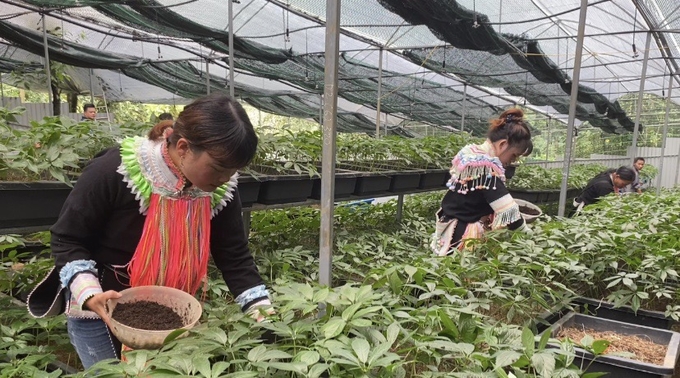 Phát triển kinh tế nông thôn từ trồng dược liệu dưới tán rừng - Ảnh 1. Phát triển kinh tế nông thôn từ trồng dược liệu dưới tán rừng - Ảnh 1.