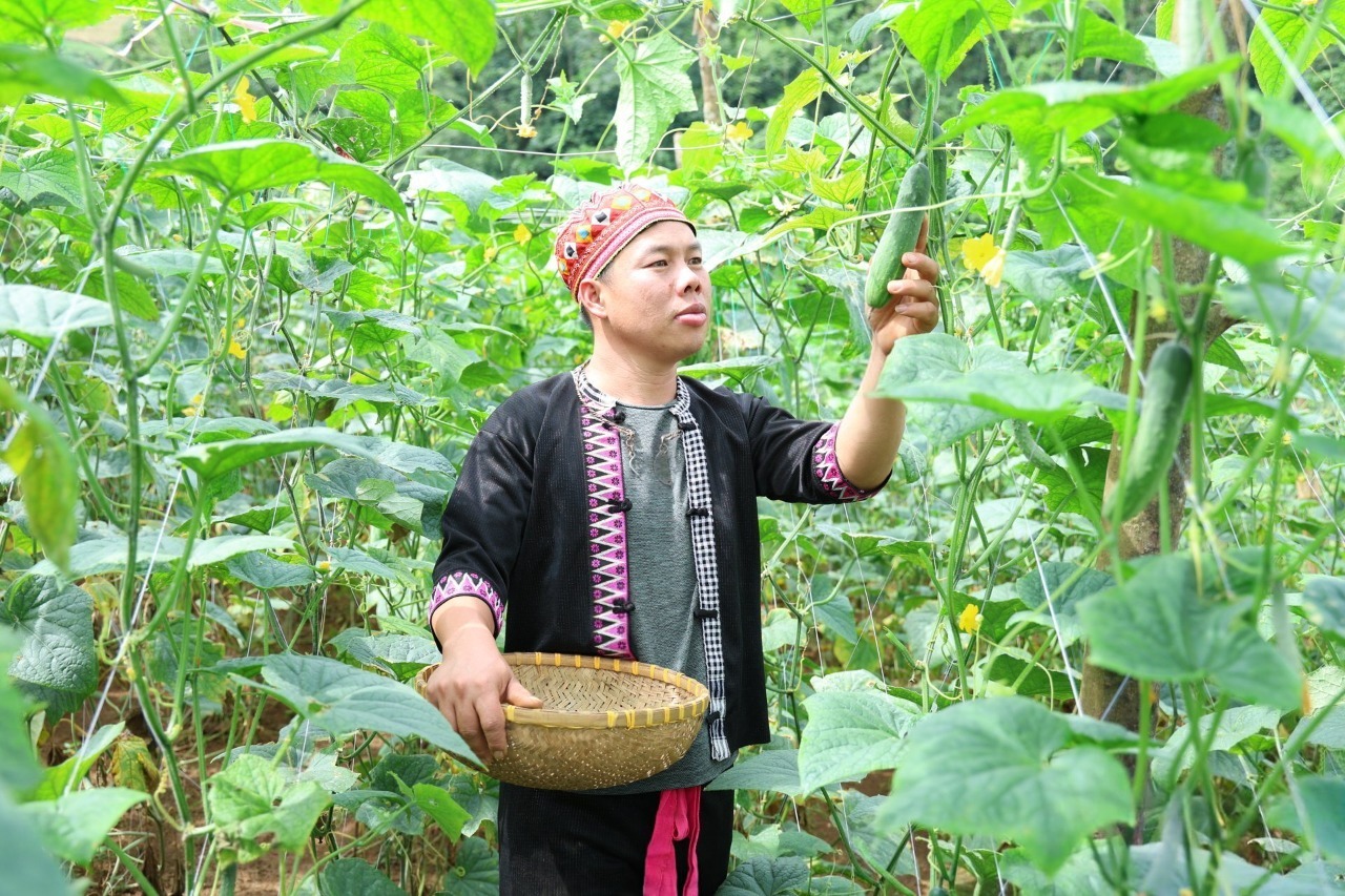 ការនាំយកសញ្ញាបត្រសាកលវិទ្យាល័យត្រឡប់ទៅជនបទវិញ ដើម្បីដាំបន្លែសរីរាង្គដើម្បីជួយប្រជាជនឱ្យរួចផុតពីភាពក្រីក្រ - រូបថត ១. Mang bằng đại học về quê trồng rau hữu cơ giúp bà con thoát nghèo- Ảnh 1.