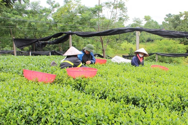 Thái Nguyên: Đảm bảo tiến độ giải ngân vốn các Chương trình mục tiêu quốc gia- Ảnh 1. Thái Nguyên: Đảm bảo tiến độ giải ngân vốn các Chương trình mục tiêu quốc gia- Ảnh 1.