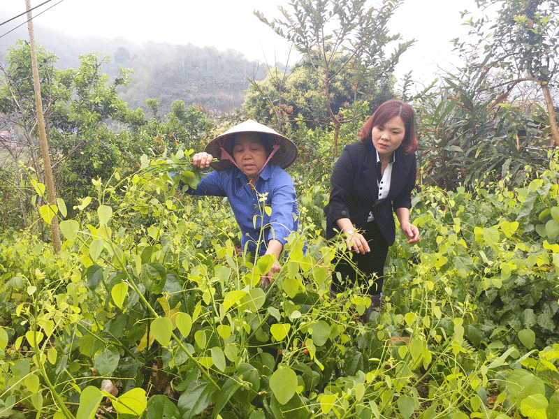 Phụ nữ xã Ba Bể: Phát triển mô hình đặc sản rau bò khai- Ảnh 2. Phụ nữ xã Ba Bể: Phát triển mô hình đặc sản rau bò khai- Ảnh 2.