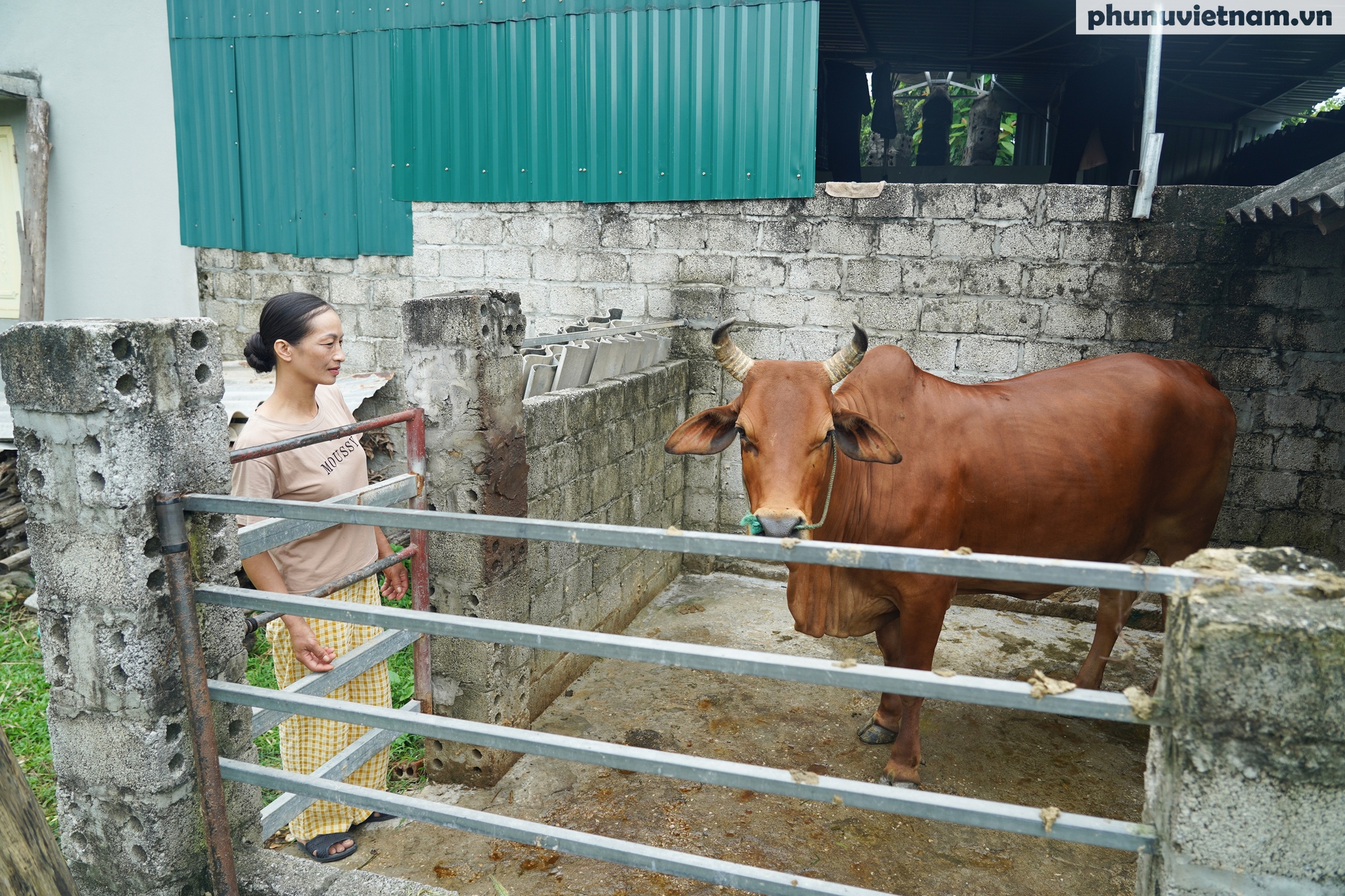 Giảm nghèo thông tin bằng mô hình sinh kế "Bò cái sinh sản" ở phường Bỉm Sơn- Ảnh 4.