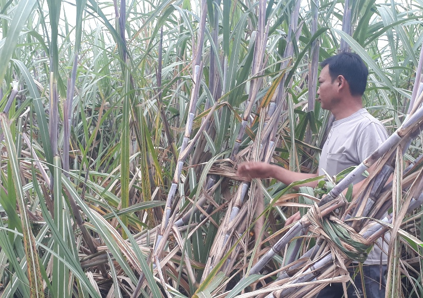 अप्रभावी उच्चभूमि पर गन्ना उगाने के मॉडल की प्रभावशीलता - फोटो 1. Hiệu quả từ mô hình trồng mía trên đất nương kém hiệu quả- Ảnh 1.