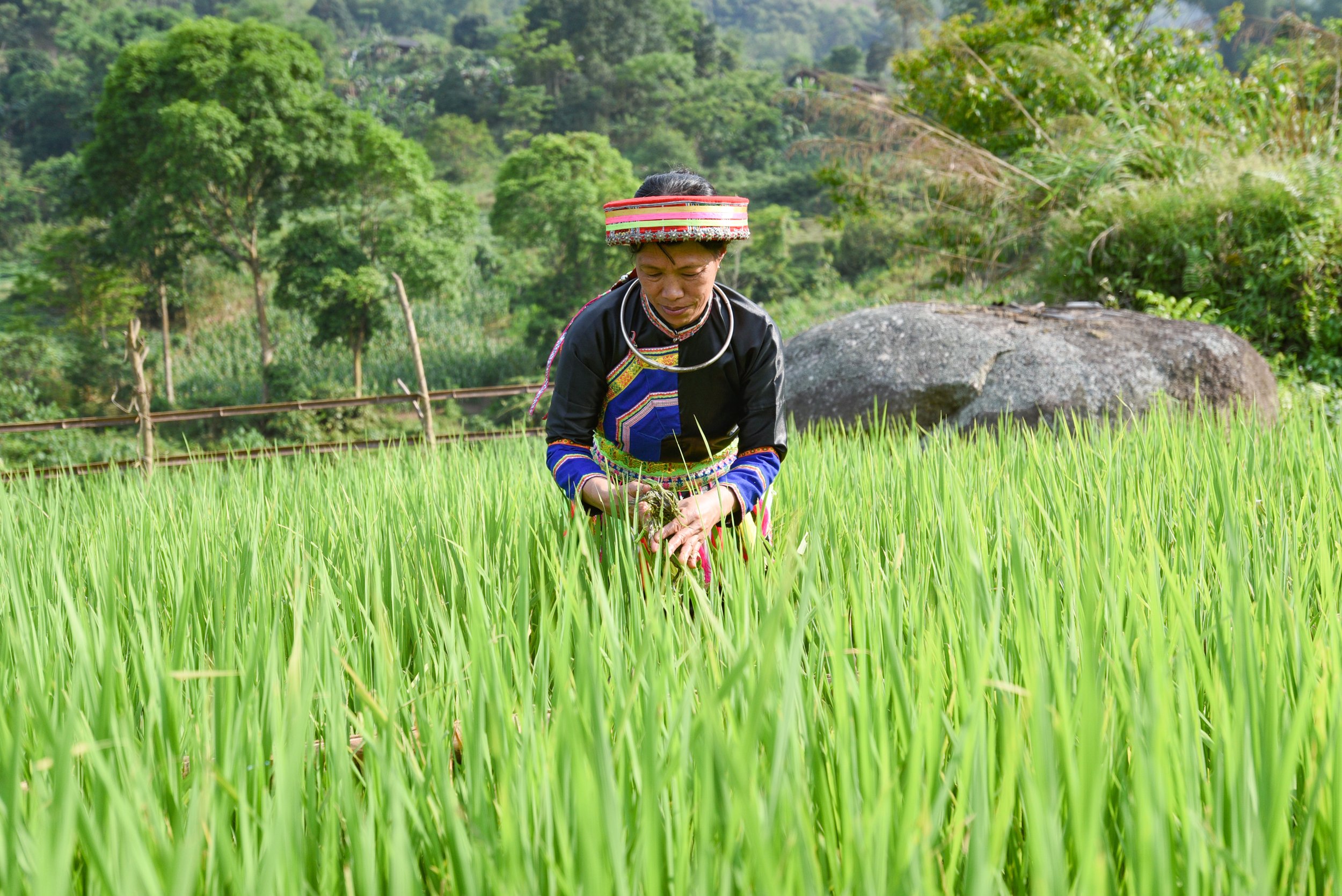 Ekologiczna uprawa ryżu – zrównoważony rozwój dla obszarów zamieszkiwanych przez mniejszości etniczne – zdjęcie 2. Canh tác lúa hữu cơ, hướng đi bền vững cho vùng đồng bào dân tộc thiểu số- Ảnh 2.