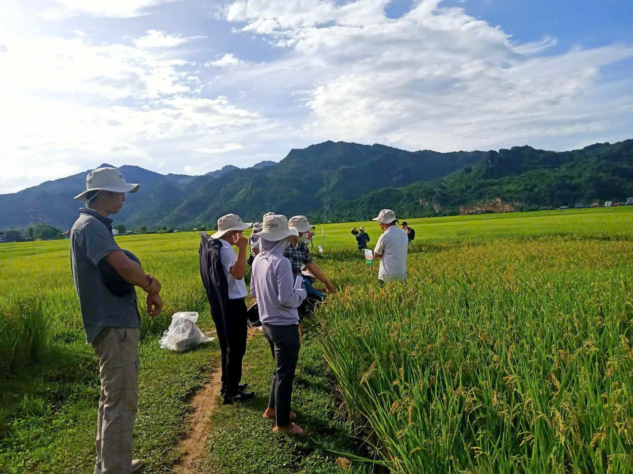 Ekologiczna uprawa ryżu – zrównoważony rozwój dla obszarów zamieszkiwanych przez mniejszości etniczne – zdjęcie 1. Canh tác lúa hữu cơ, hướng đi bền vững cho vùng đồng bào dân tộc thiểu số- Ảnh 1.