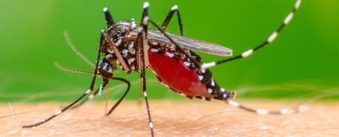 Cách nhận biết bệnh Chikungunya và biện pháp phòng ngừa hiệu quả- Ảnh 1.