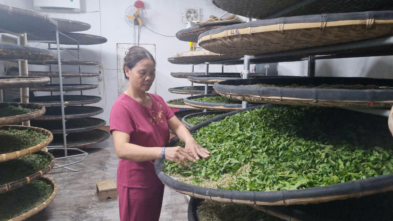 יעילות המודל של גידול תות וגידול תולעי משי ב... חדרי קירור בוו טיין - תמונה 2. Hiệu quả từ mô hình trồng dâu nuôi tằm trong… phòng lạnh ở Vũ Tiên- Ảnh 2.