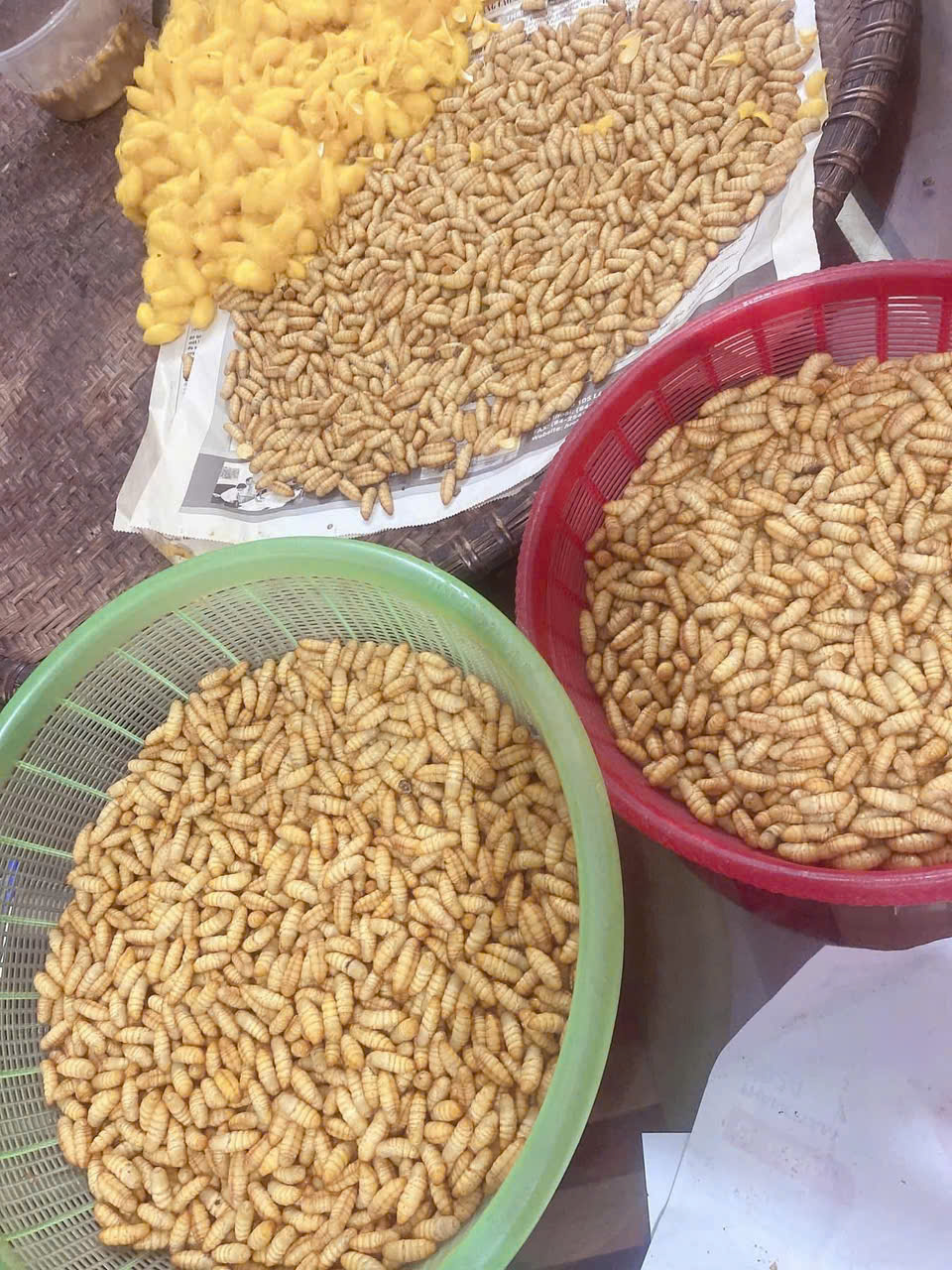 יעילות המודל של גידול תות וגידול תולעי משי ב... חדרי קירור בוו טיין - תמונה 1. Hiệu quả từ mô hình trồng dâu nuôi tằm trong… phòng lạnh ở Vũ Tiên- Ảnh 1.