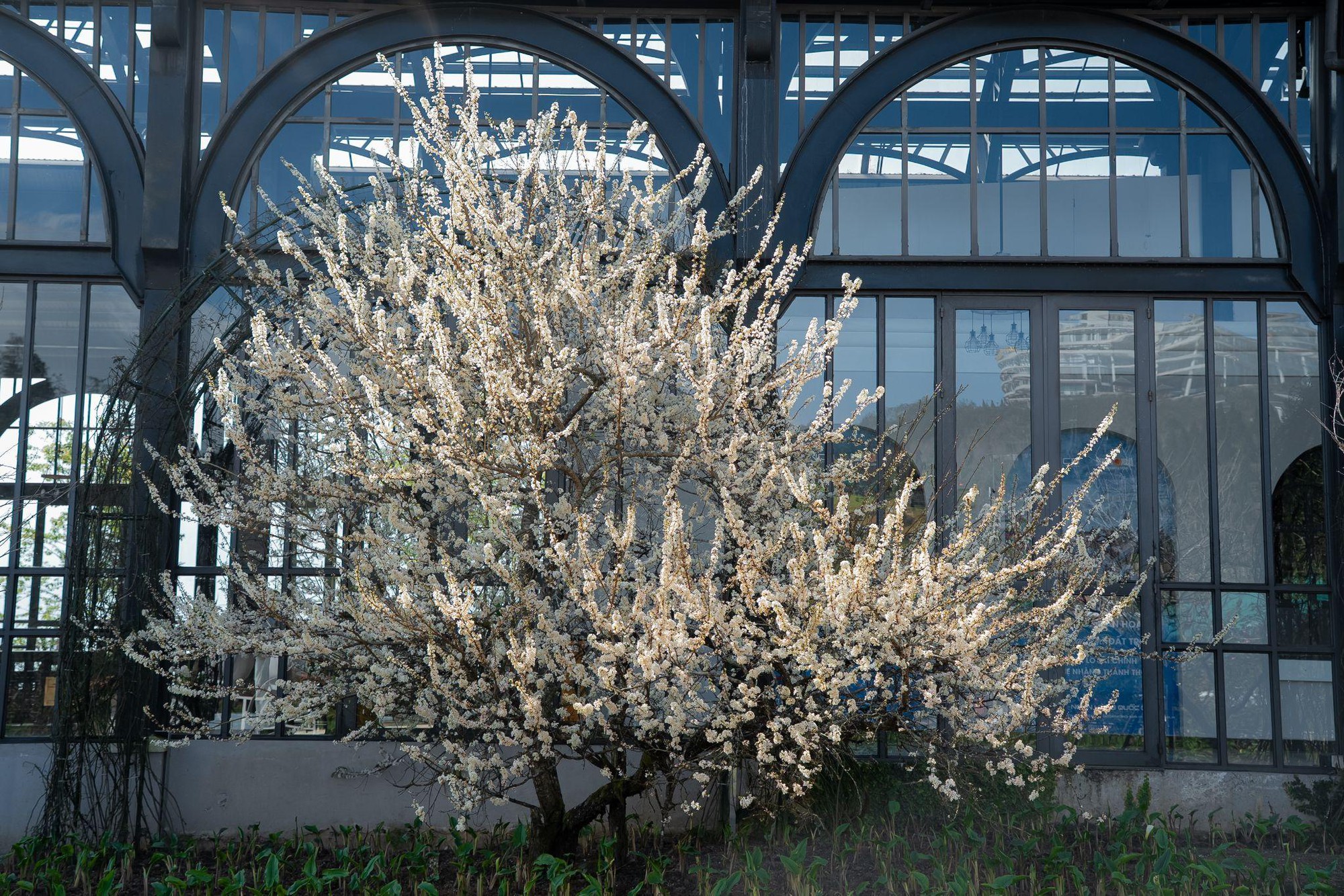 Giới trẻ "rần rần" check-in cây mận cổ thụ trắng muốt đẹp như phim tại Sun World Fansipan Legend- Ảnh 2.