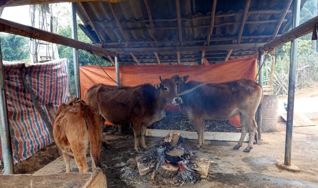 Lạng Sơn, Cao Bằng chủ động bảo vệ đàn vật nuôi trước rét đậm, rét hại- Ảnh 1.