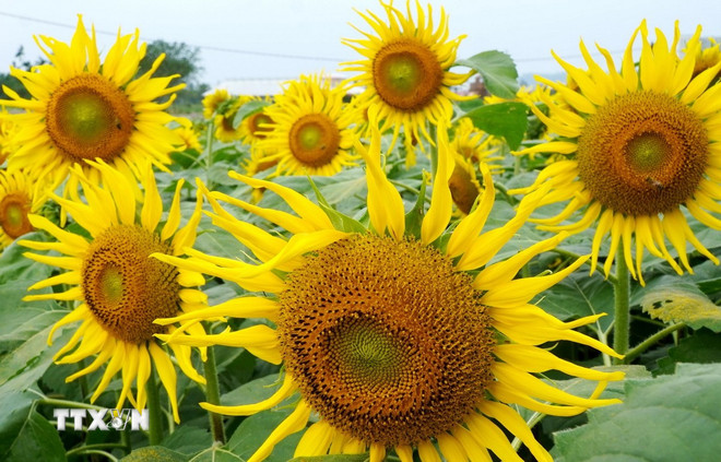 Quảng Ngãi: Cánh đồng hoa hướng dương rực rỡ ở An Phú thu hút du khách- Ảnh 1.