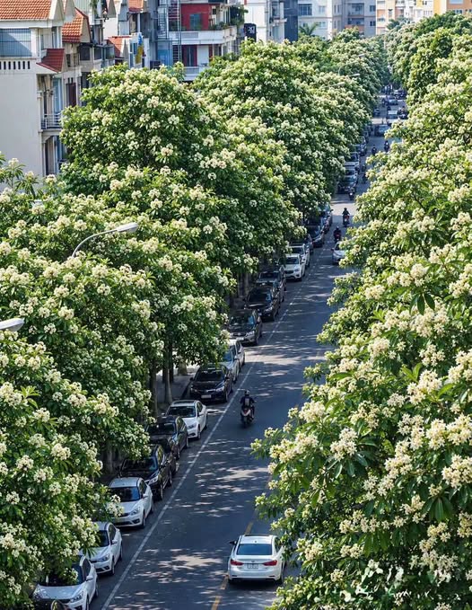 Hoa sữa Hà Nội: Giữ nét riêng, hài hòa đời sống - Ảnh 2.
