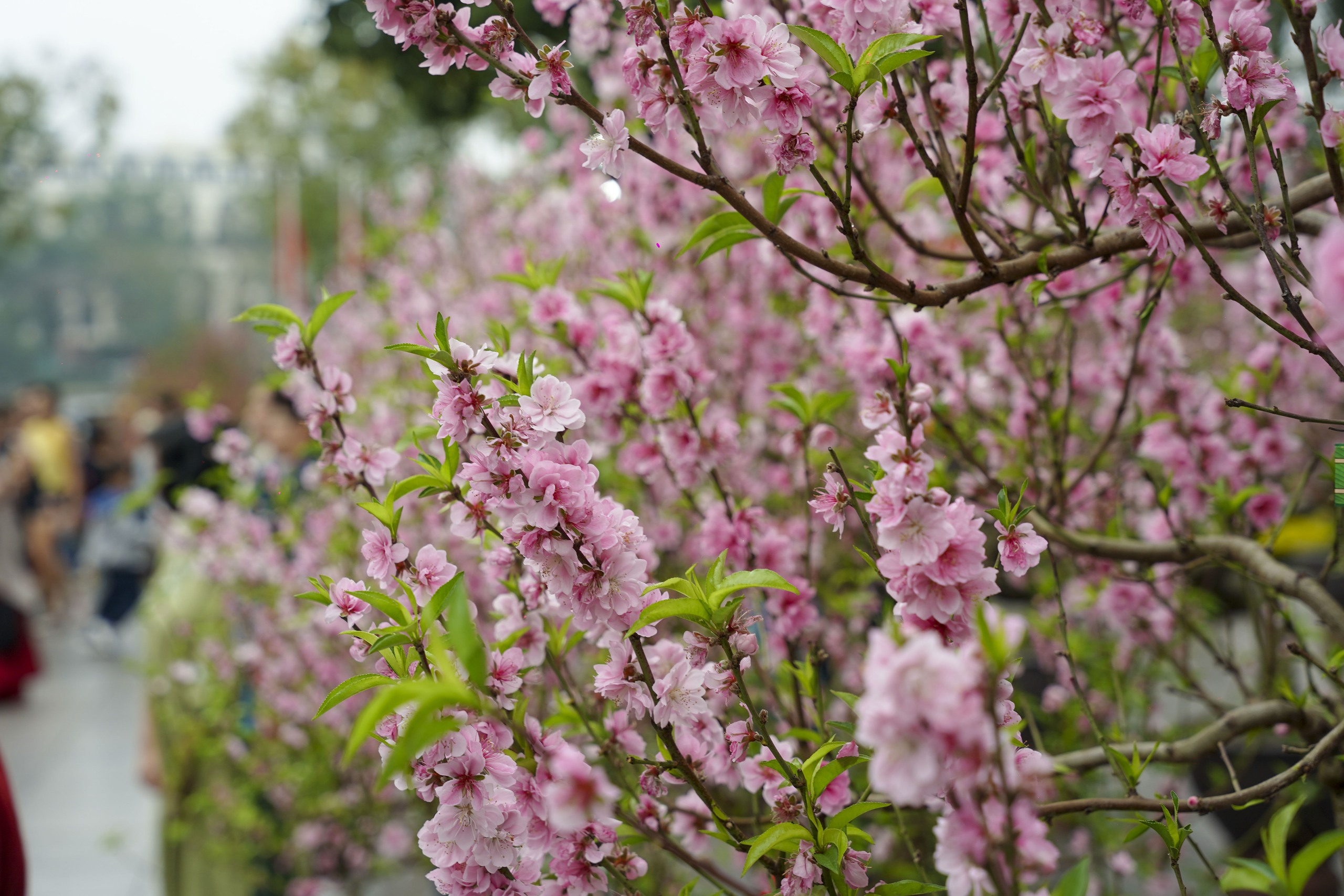 Mùng 2 Tết Bính Ngọ, người Hà Nội xúng xính áo dài xuống phố du Xuân - Ảnh 10. Mùng 2 Tết Bính Ngọ, người Hà Nội xúng xính áo dài xuống phố du Xuân - Ảnh 10.