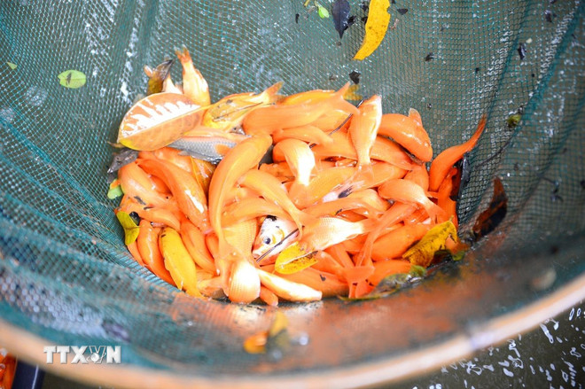 Vựa cá chép đỏ Tân Cổ bội thu dịp Tết ông Công, ông Táo- Ảnh 1.