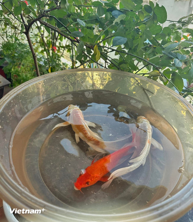 23 tháng Chạp cúng ông Công ông Táo bằng hoa quả có được không?- Ảnh 1.