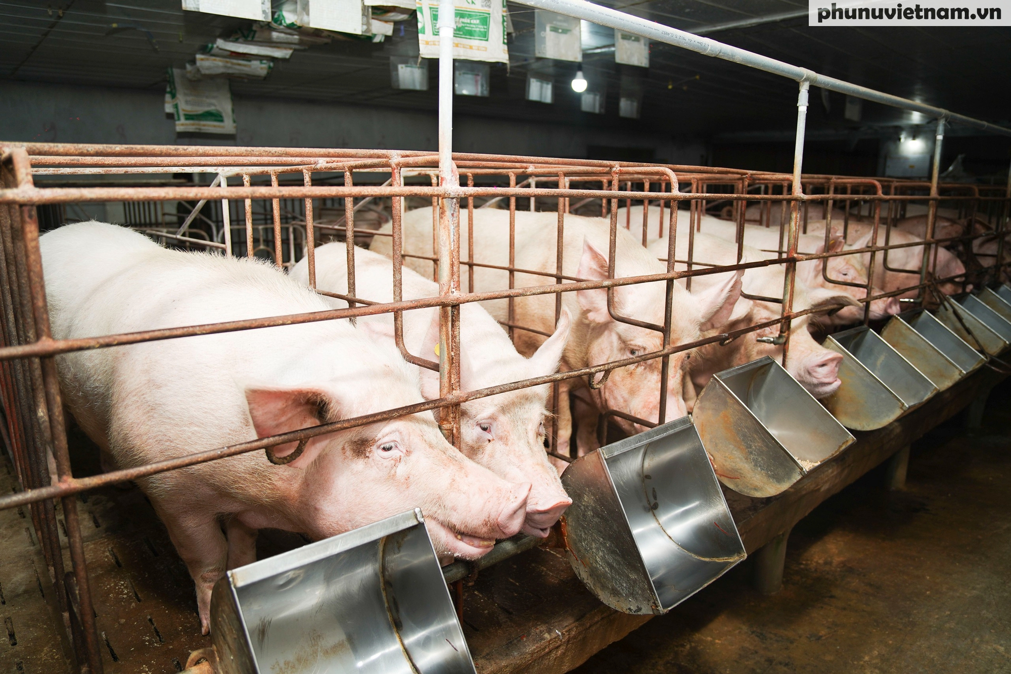 Bà chủ 58 tuổi biến đất mặn thành "đất vàng"- Ảnh 3.