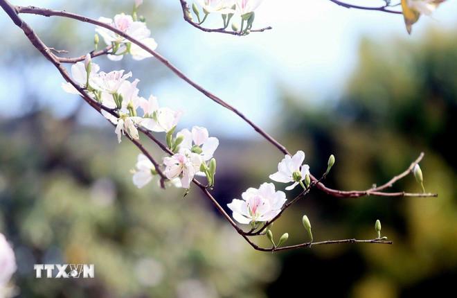 Những điểm đến đẹp nhất Việt Nam vào tháng 3- Ảnh 1.