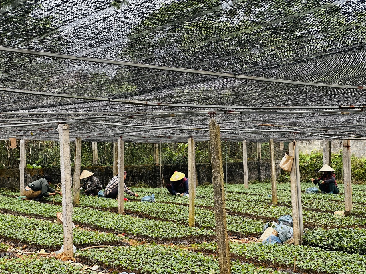 Hội LHPN xã Thượng Long: Sôi nổi thi đua chào mừng Đại hội Phụ nữ toàn quốc XIV- Ảnh 5.