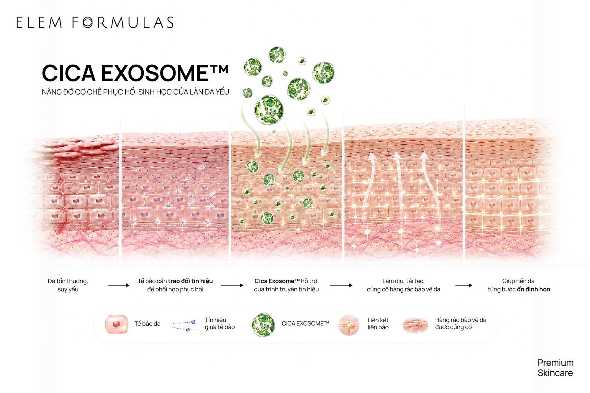 Kem dưỡng phục hồi Cica Exosome: Phục hồi hàng rào da từ nền tảng- Ảnh 1.
