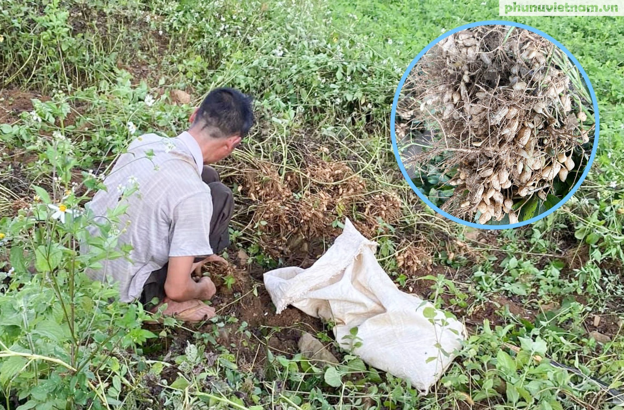 Người phụ nữ Tày “mở đường” cho lạc đỏ Lục Khu vươn ra thị trường- Ảnh 2.