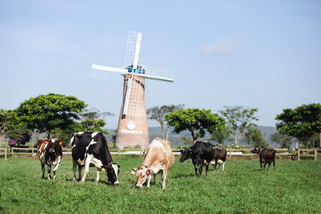Vì sao sữa tươi organic của Vinamilk được người tiêu dùng Singapore ưa chuộng? - Ảnh 4.
