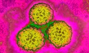 Vắc-xin điều trị HPV sẽ tiếp tục được thử nghiệm lâm sàng - Ảnh 2.