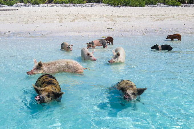 Kỳ lạ hòn đảo toàn lợn nằm dài trên bờ biển, bơi cực giỏi và biết xin ăn - Ảnh 1.