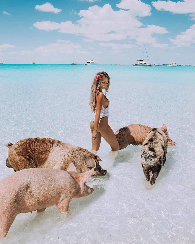Kỳ lạ hòn đảo toàn lợn nằm dài trên bờ biển, bơi cực giỏi và biết xin ăn - Ảnh 3.