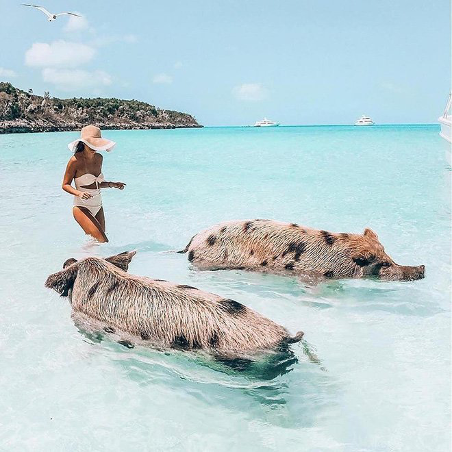 Kỳ lạ hòn đảo toàn lợn nằm dài trên bờ biển, bơi cực giỏi và biết xin ăn - Ảnh 2.