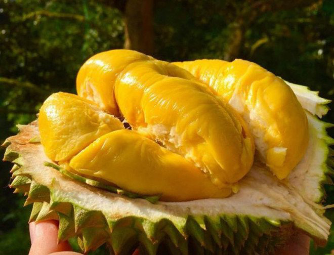 Ăn sầu riêng có tốt không và những lưu ý khi ăn - Ảnh 2. Ăn sầu riêng có tốt không và những lưu ý khi ăn - Ảnh 2.