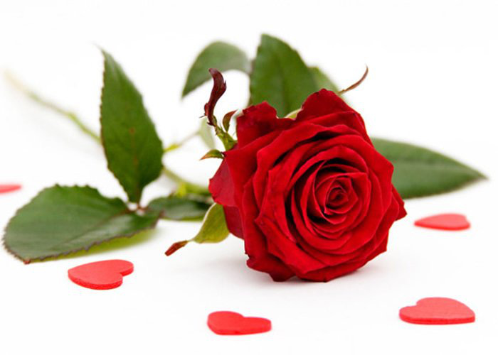 Hoa hồng trở thành biểu tượng sắc đẹp vì 8 công dụng dưỡng nhan ít ai biết - Ảnh 1.