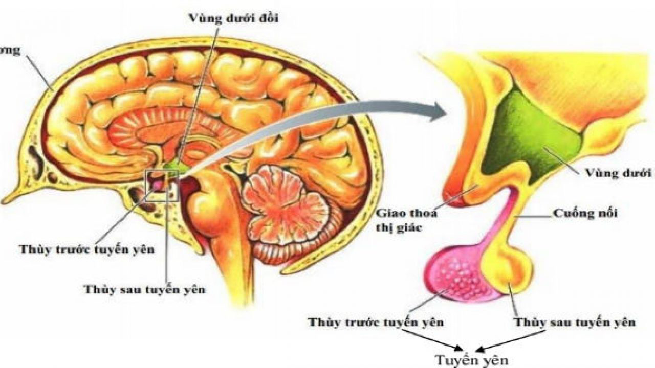 Tổng quan về bệnh suy tuyến yên-1