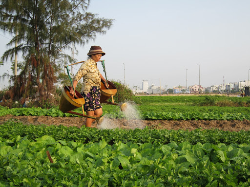  Đà Nẵng: Thay đổi diện mạo nông thôn mới bền vững  - Ảnh 2.