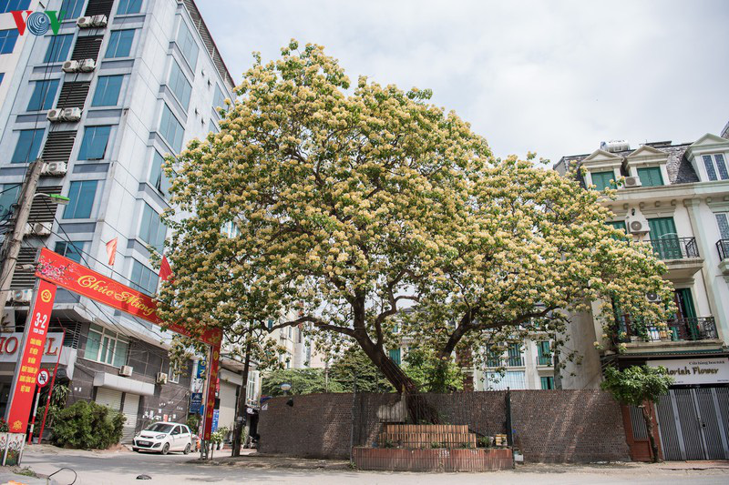 Cây hoa bún 300 tuổi nở vàng rực một góc trời Hà Nội - Ảnh 1.