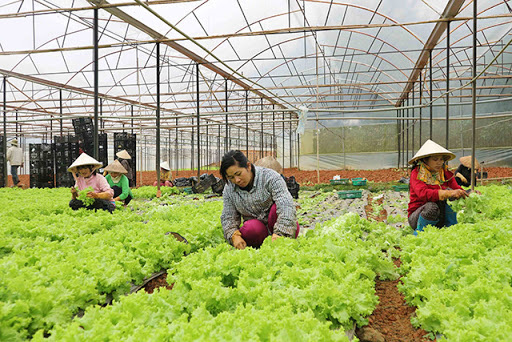 Chủ tịch Tập đoàn TH mong muốn trồng rau sạch cung cấp cho Hà Nội mùa dịch - Ảnh 1.