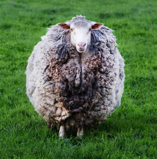 Chú cừu mang bộ lông khổng lồ sau 7 năm &quot;giãn cách xã hội&quot; - Ảnh 1.
