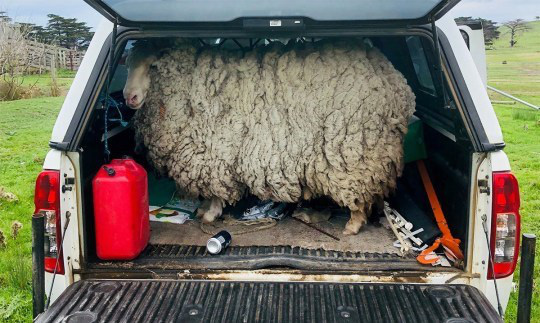 Chú cừu mang bộ lông khổng lồ sau 7 năm &quot;giãn cách xã hội&quot; - Ảnh 2.