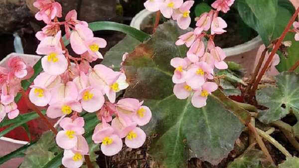 5 loại hoa vừa đẹp lại có công dụng đuổi muỗi xuất sắc nên trồng ở ban công - Ảnh 3.
