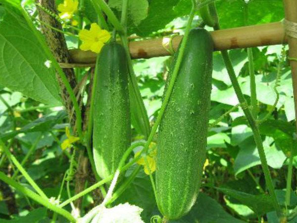 H'Hen Niê sở hữu làn da nâu tươi trẻ nhờ dùng loại quả tự trồng trong vườn nhà - Ảnh 3.