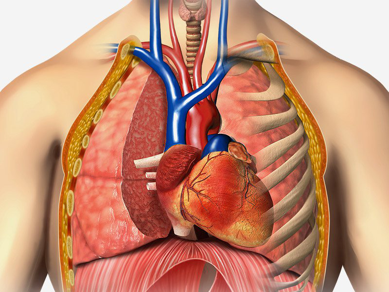 Bạn có đang nhầm lẫn giữa hen phế quản và hen tim? - Ảnh 2.