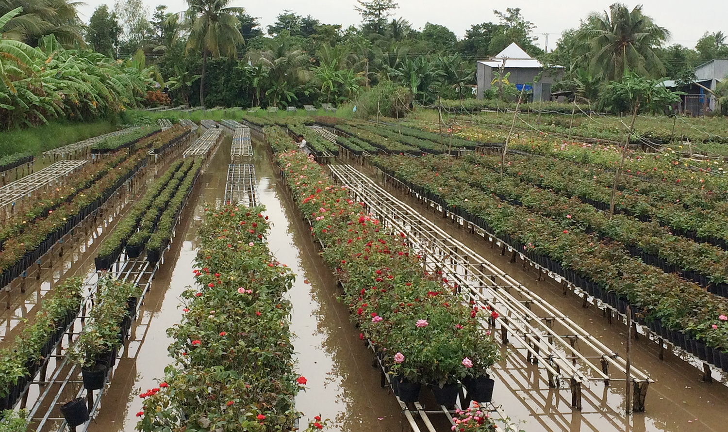Hiện toàn TP Sa Đéc có trên 510 ha trồng hoa kiểng với trên 2.300 hộ sản xuất, tập trung nhiều nhất ở phường Tân Quy Đông và xã Tân Khánh Đông.