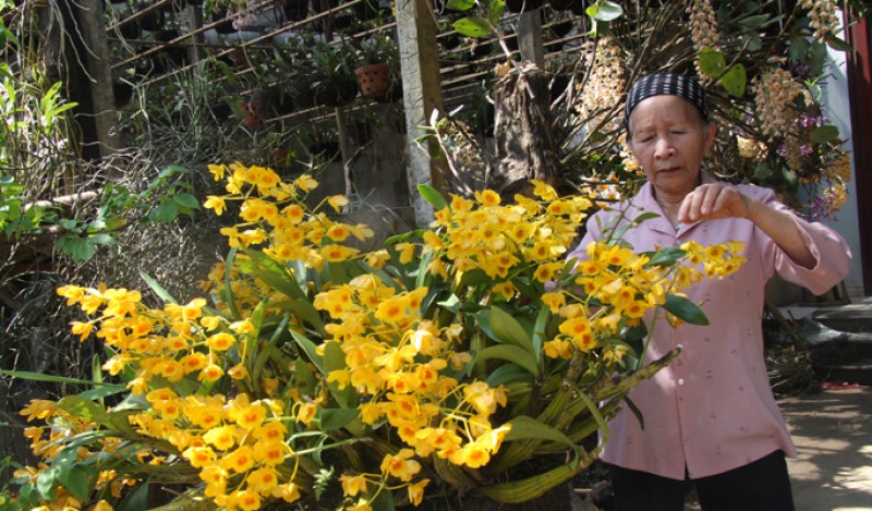 Sự kiên trì cộng với tấm lòng nhiệt huyết, bà Kim đã thành công trong việc nhân giống nhiều loài lan rừng. Năm nay đã bước sang tuổi thất thập xưa nay hiếm, bà Kim có mong muốn tạo nên một bảo tàng lan rừng tại đất Lai Châu. 