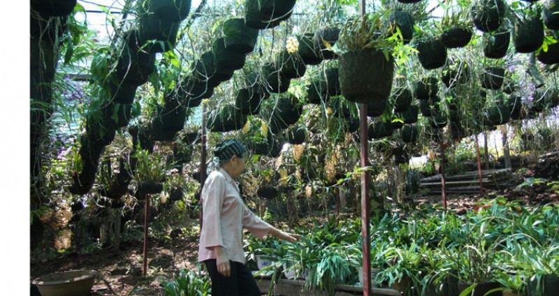 Sau mấy chục năm gắn bó và cống hiến xây dựng tỉnh Lai Châu, bà Kim đã kì công tạo nên một khu vườn với hàng nghìn loài lan khác nhau. 