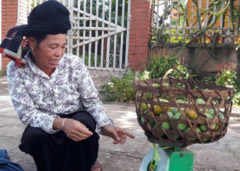 Từ lâu giống xoài tròn và xoài hôi của huyện Yên Châu tỉnh Sơn La đã được đem vào danh mục nguồn gien cây trồng quý hiếm cần bảo tồn và phát triển. Đây cũng là giống xoài bản địa duy nhất của miền Bắc Việt Nam đã được liệt kê trong danh mục của FAO cần được gìn giữ và phát triển. 